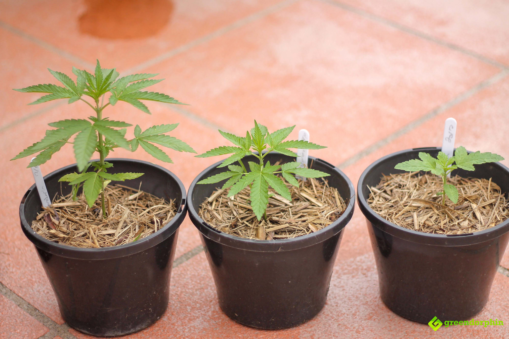 Repot Your Cannabis Plants - grow high quality cannabis