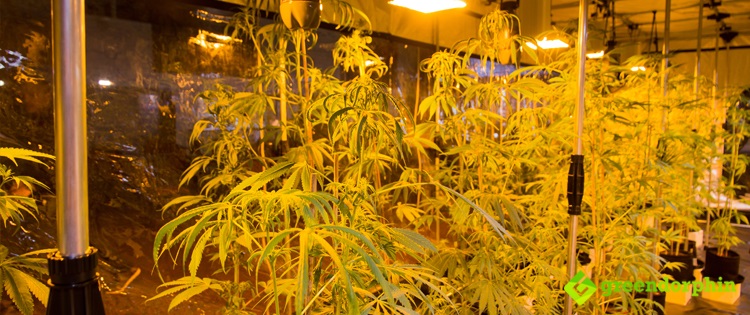 How To Grow Cannabis Indoors The Ultimate Grow Guide For