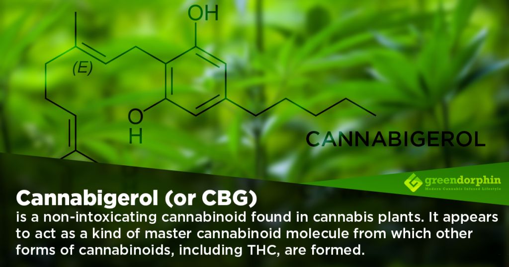 What is Cannabigerol (CBG)?