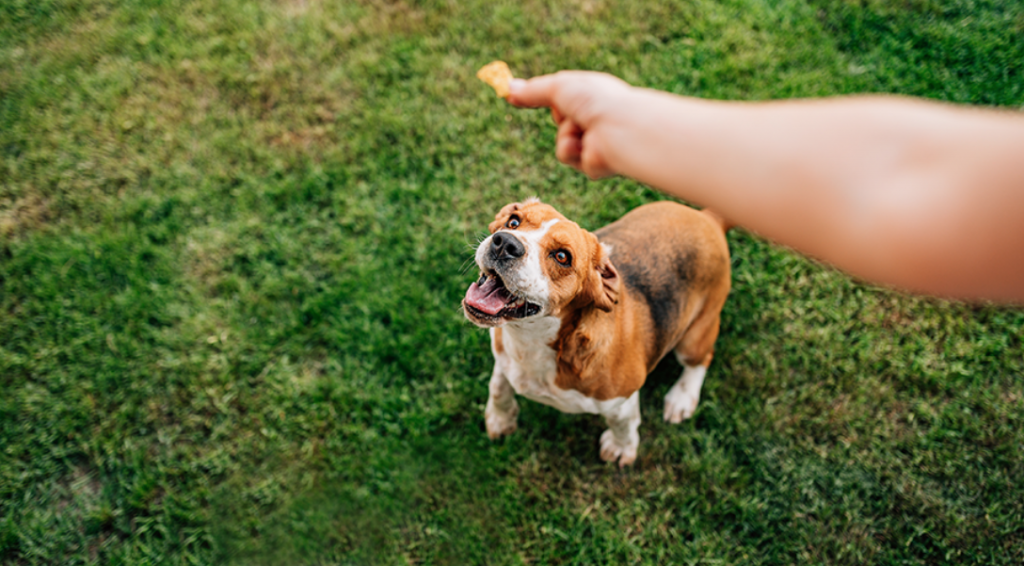 CBD Oil Dog Treats