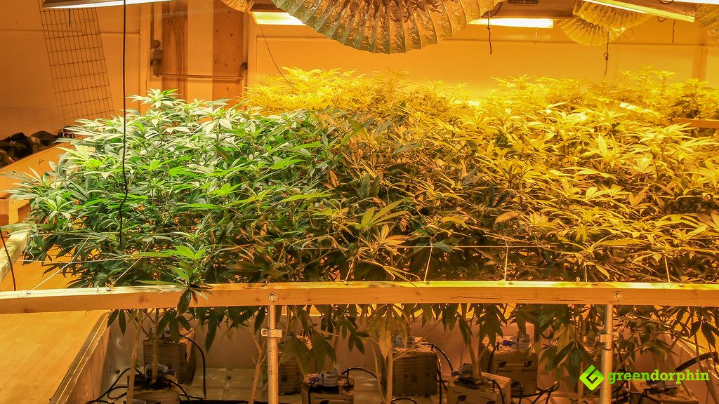 Practical Tips to Become a Tech-Savvy Marijuana Grower - temperature check