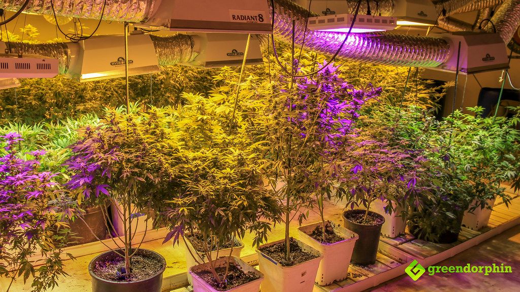 Practical Tips to Become a Tech-Savvy Marijuana Grower - Use Activated Carbon