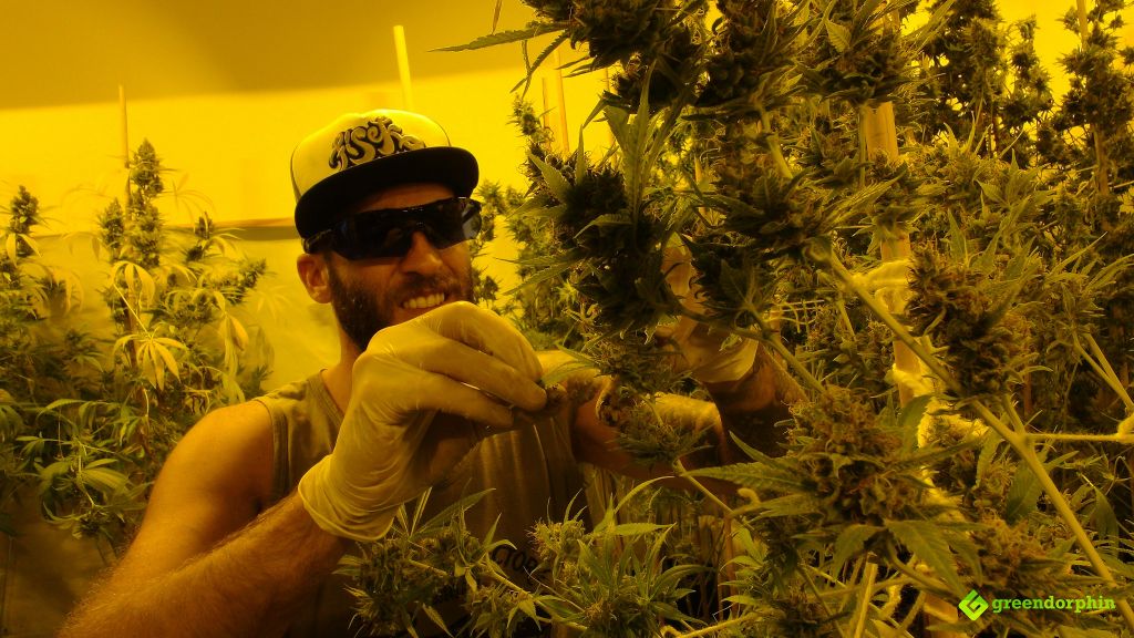 Growing cannabis in Uruguay