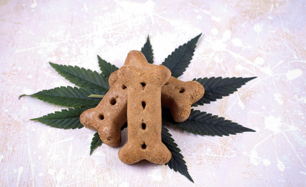 CBD dog treats