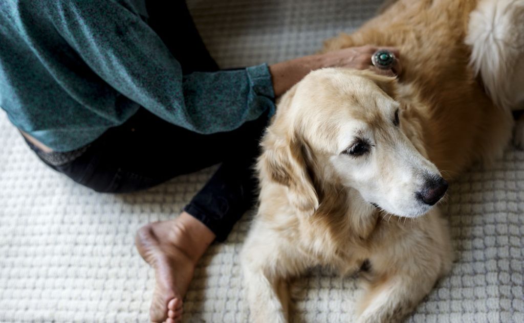 Human CBD vs Pet CBD