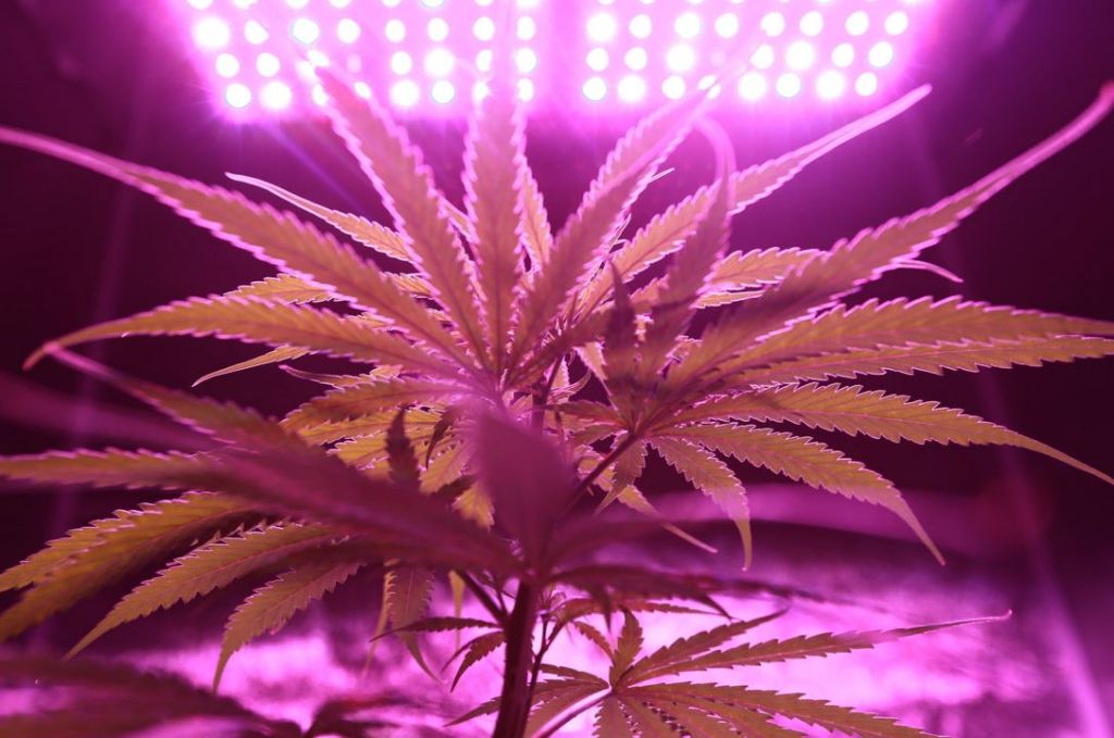 Cannabis Strains for Chronic Anxiety