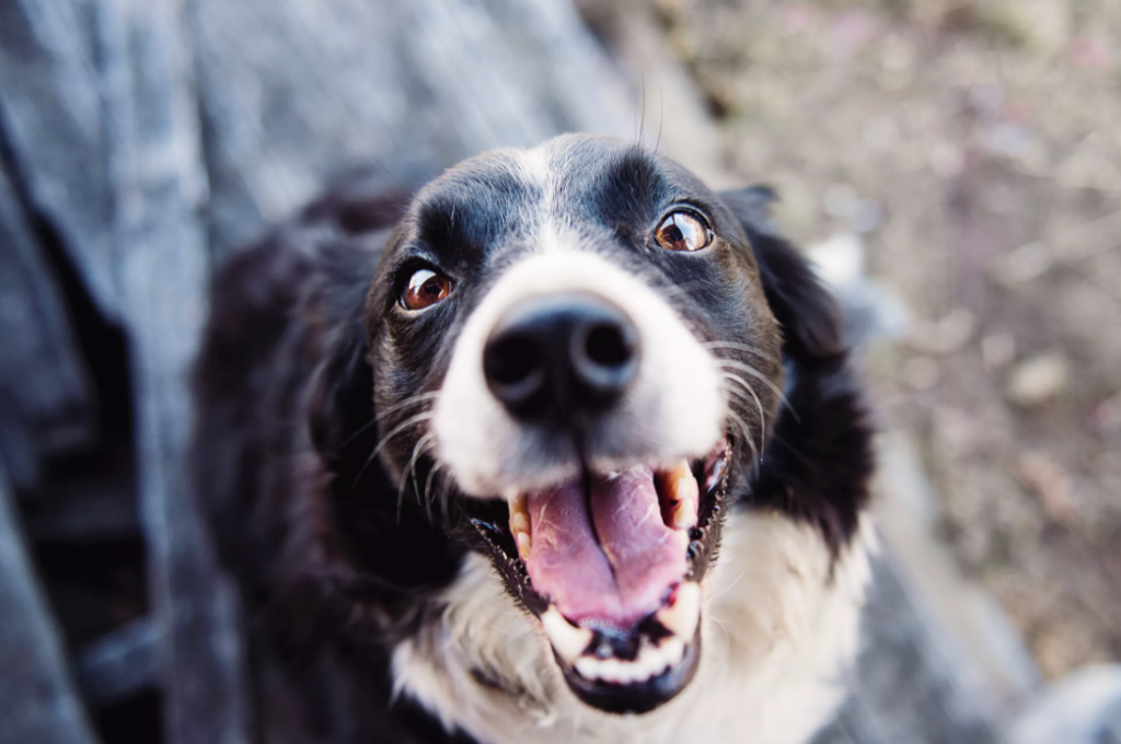 CBD for Pets