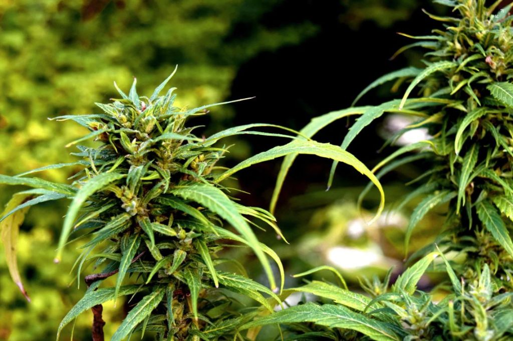 The Dos and Donts When You're Using CBD Oil Tinctures