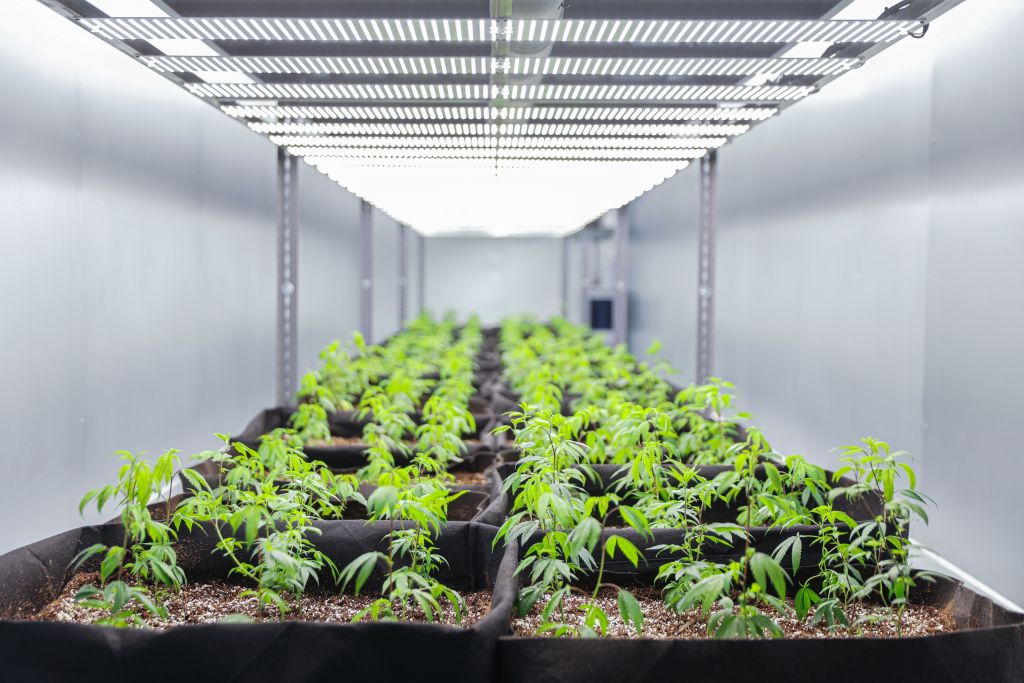 Cannabis Growing Inside a Shipping Container