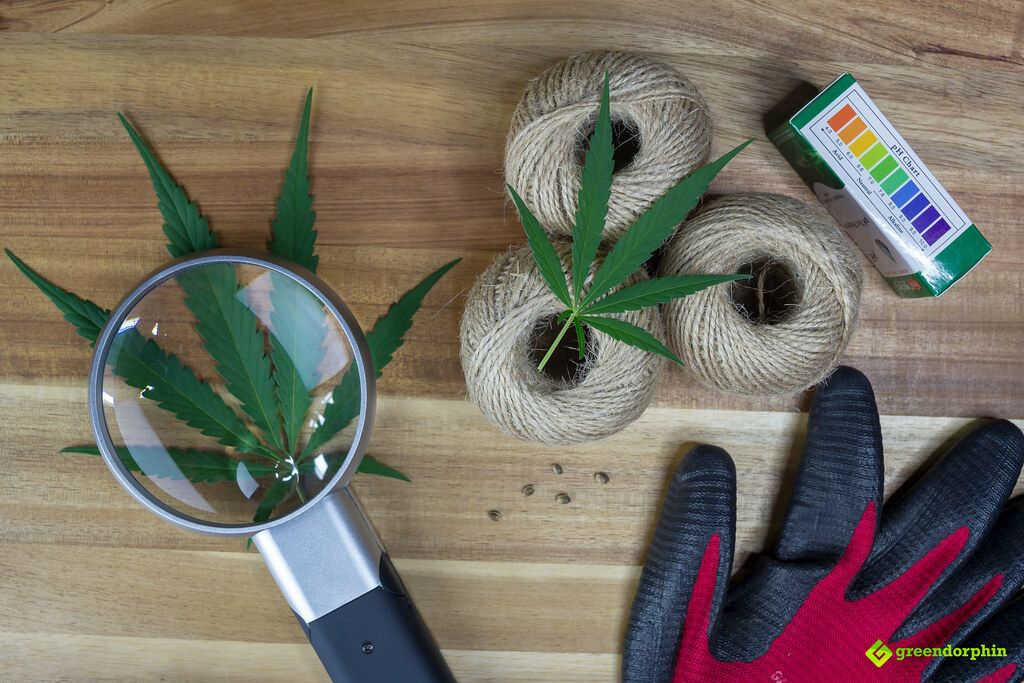 grow cannabis legally