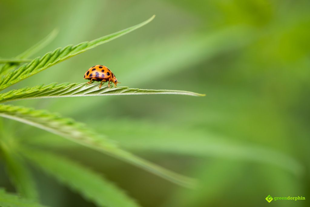 Cannabis plant with ladybug