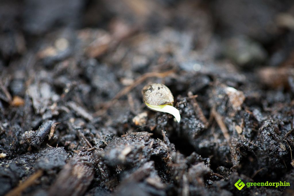 cannabis seed with sprout - plant cannabis seeds