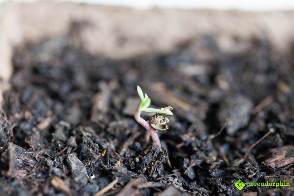 cannabis seedling in soil