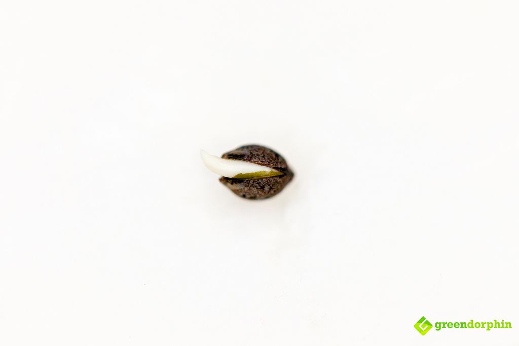 cannabis seed germinating 