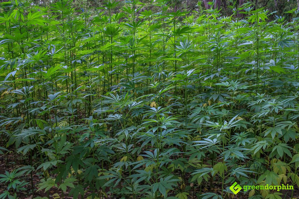 industrial hemp field - CBD industry 2021