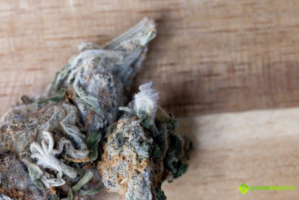 Cannabis buds with mould