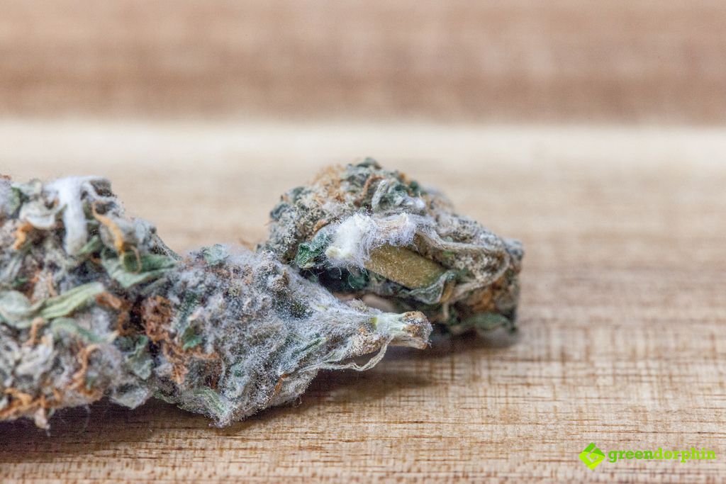 Cannabis Mold