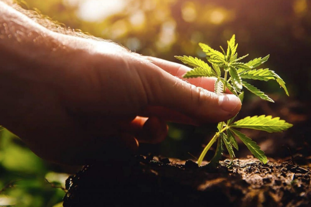 Planting cannabis seedling