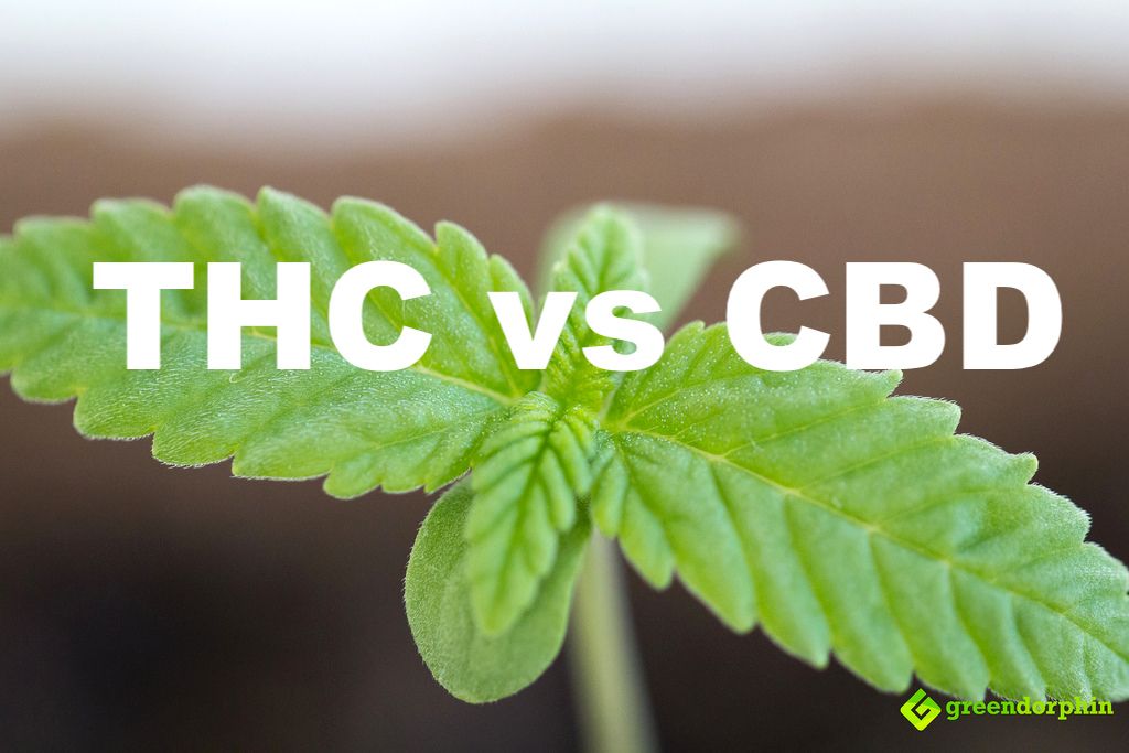 THC vs CBD