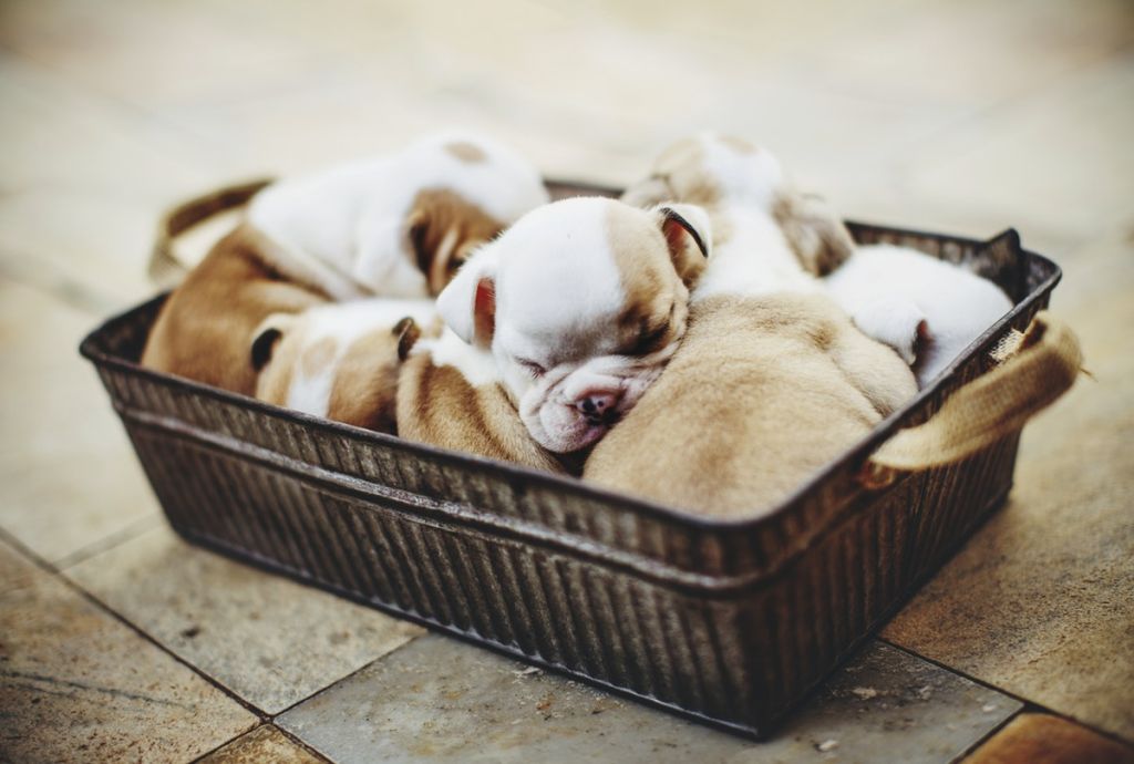 CBD for Pets - Alternative Pain Treatment Options for Dogs