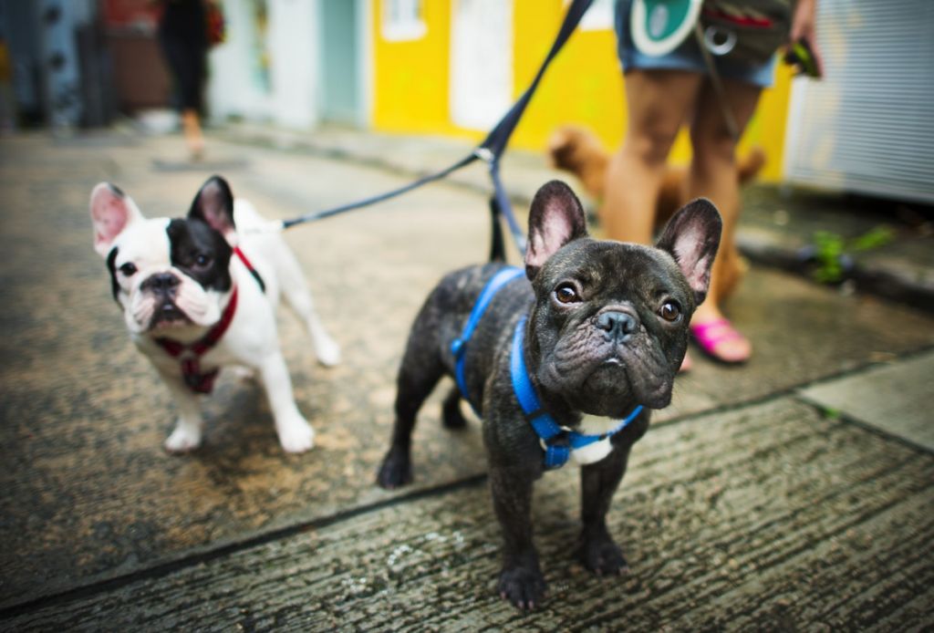 Frenchies - Benefits of CBD with Pets