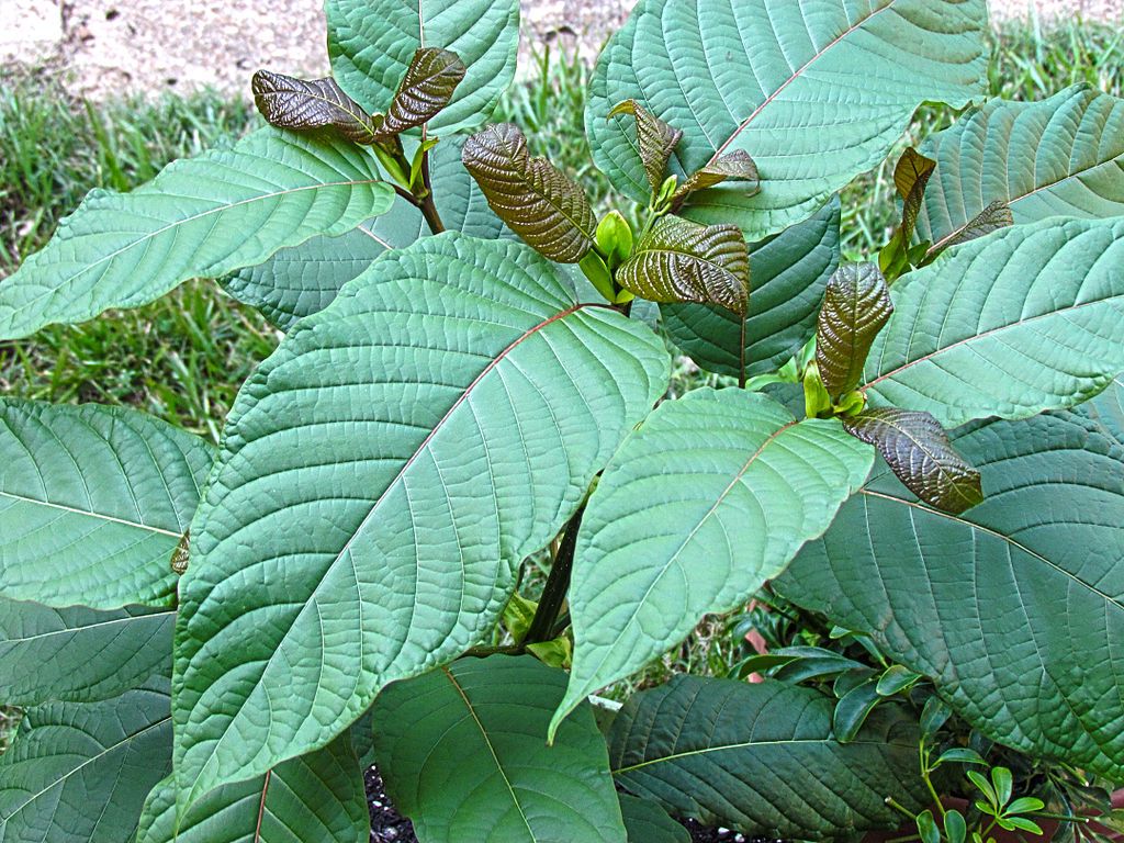 What is Kratom tree