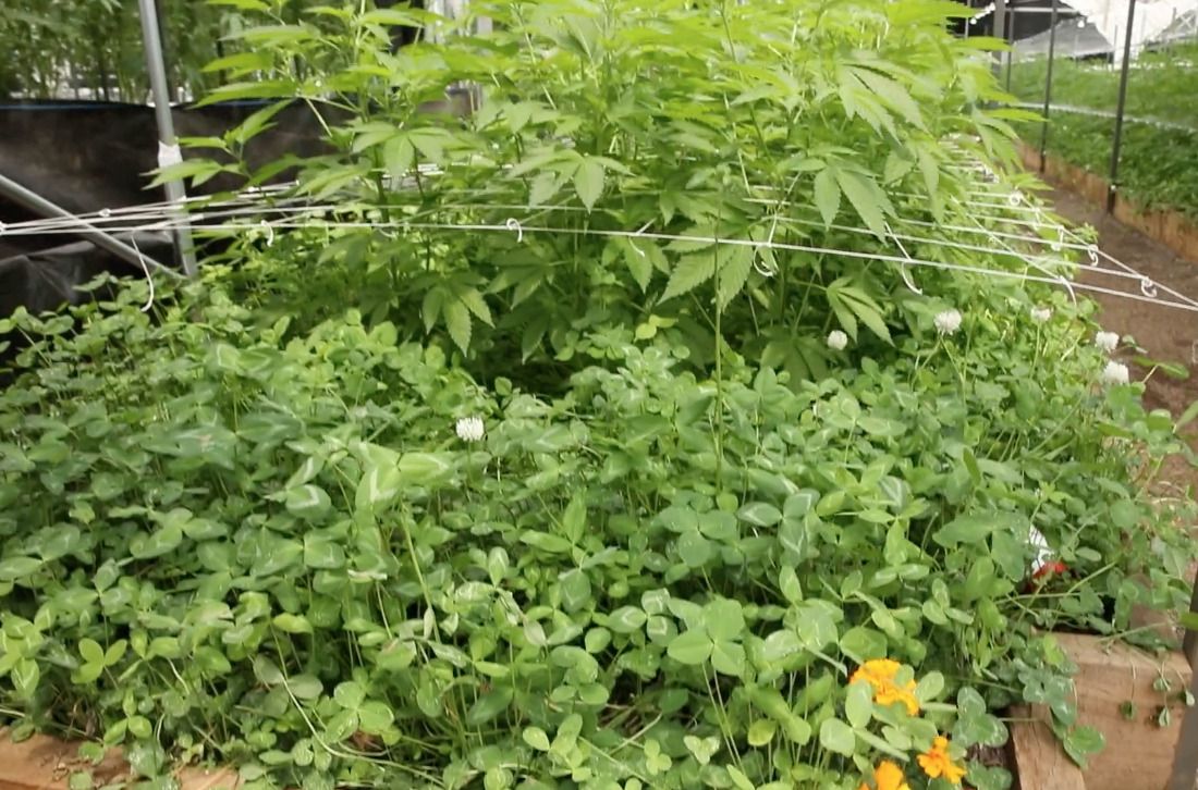 cannabis growing with companion plants