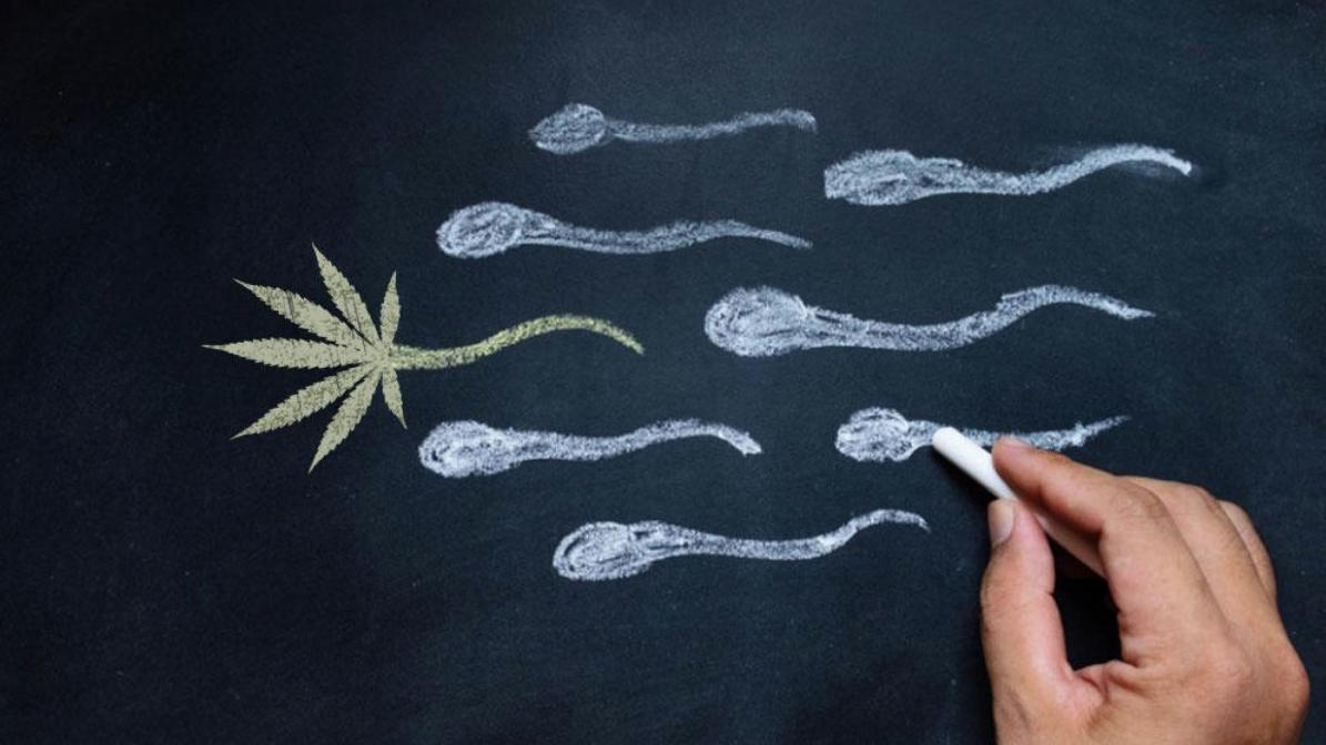 Men Smoke Cannabis Have Higher Sperm Count