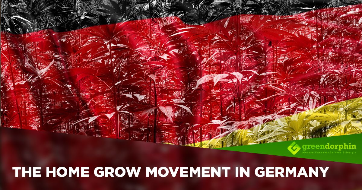 whither-the-cannabis-home-grow-movement-in-germany-now-greendorphin