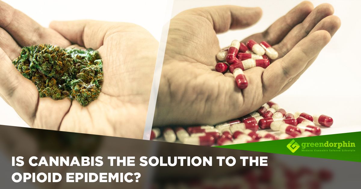 Is Cannabis The Solution To The Opioid Epidemic? | Greendorphin.com