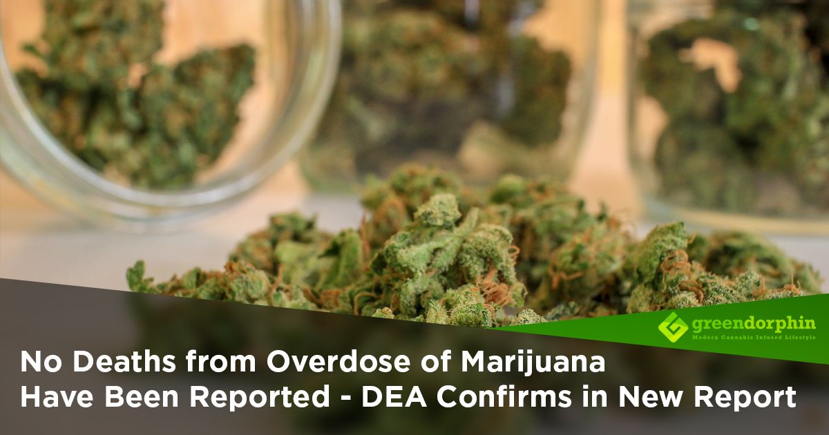 No Deaths From Marijuana Overdose Have Been Reported - DEA