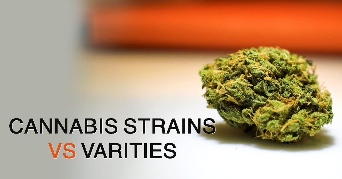 What Are Cannabis Strains? Easy To Understand Cannabis Taxonomy ...