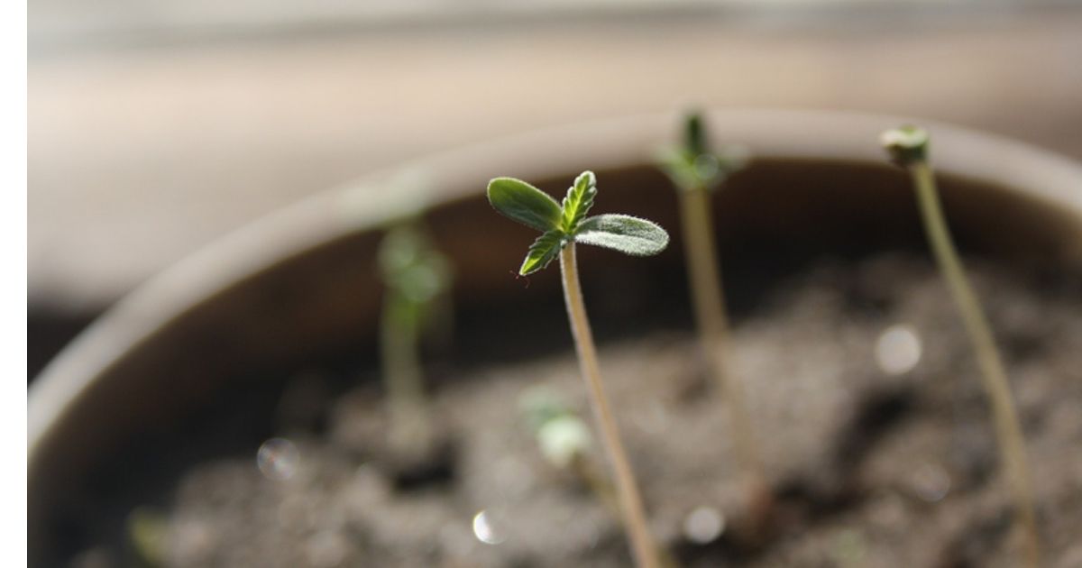 cannabis grow room