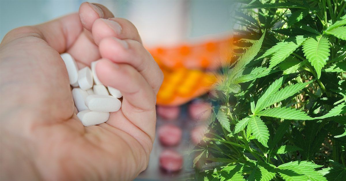 More People are Switching Prescribed Drugs for Medical Marijuana
