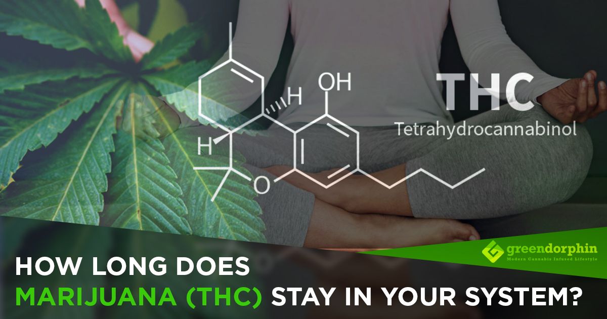 How Long Does Marijuana (THC) Stay In Your System?