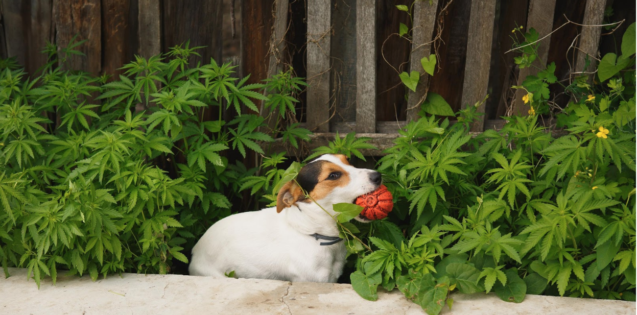 The Right Way to Introduce CBD to Your Pets
