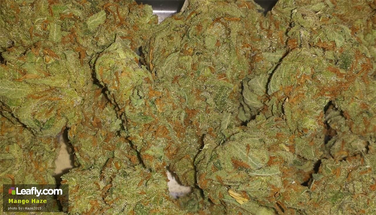 mangohaze__primary_1dff