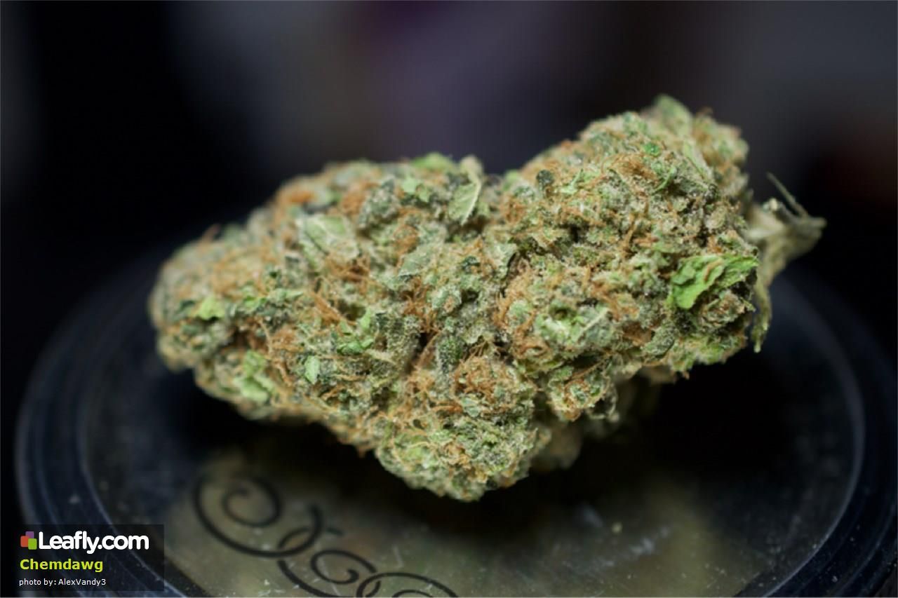 Marijuana Strain A to Z - ChemDog