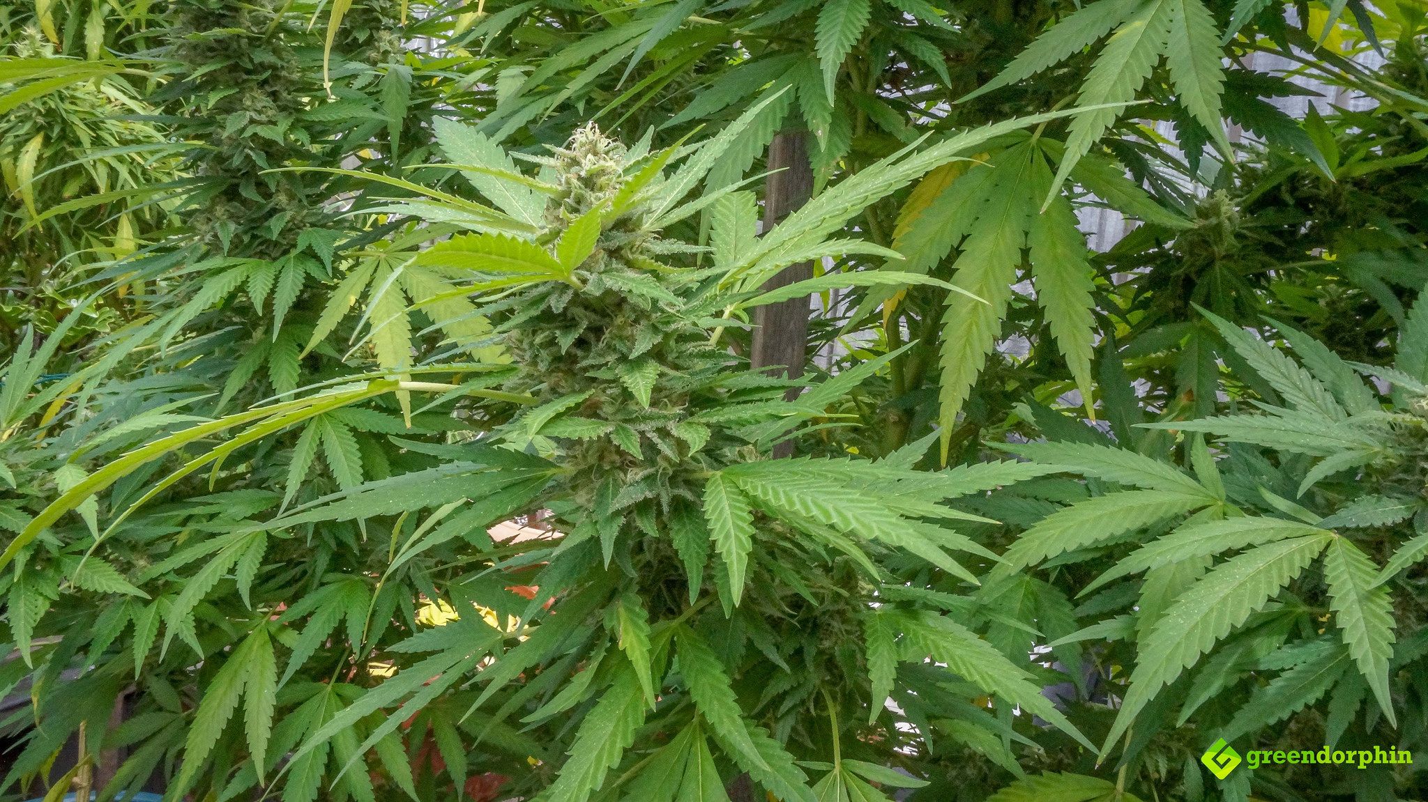 Grow Cannabis flower