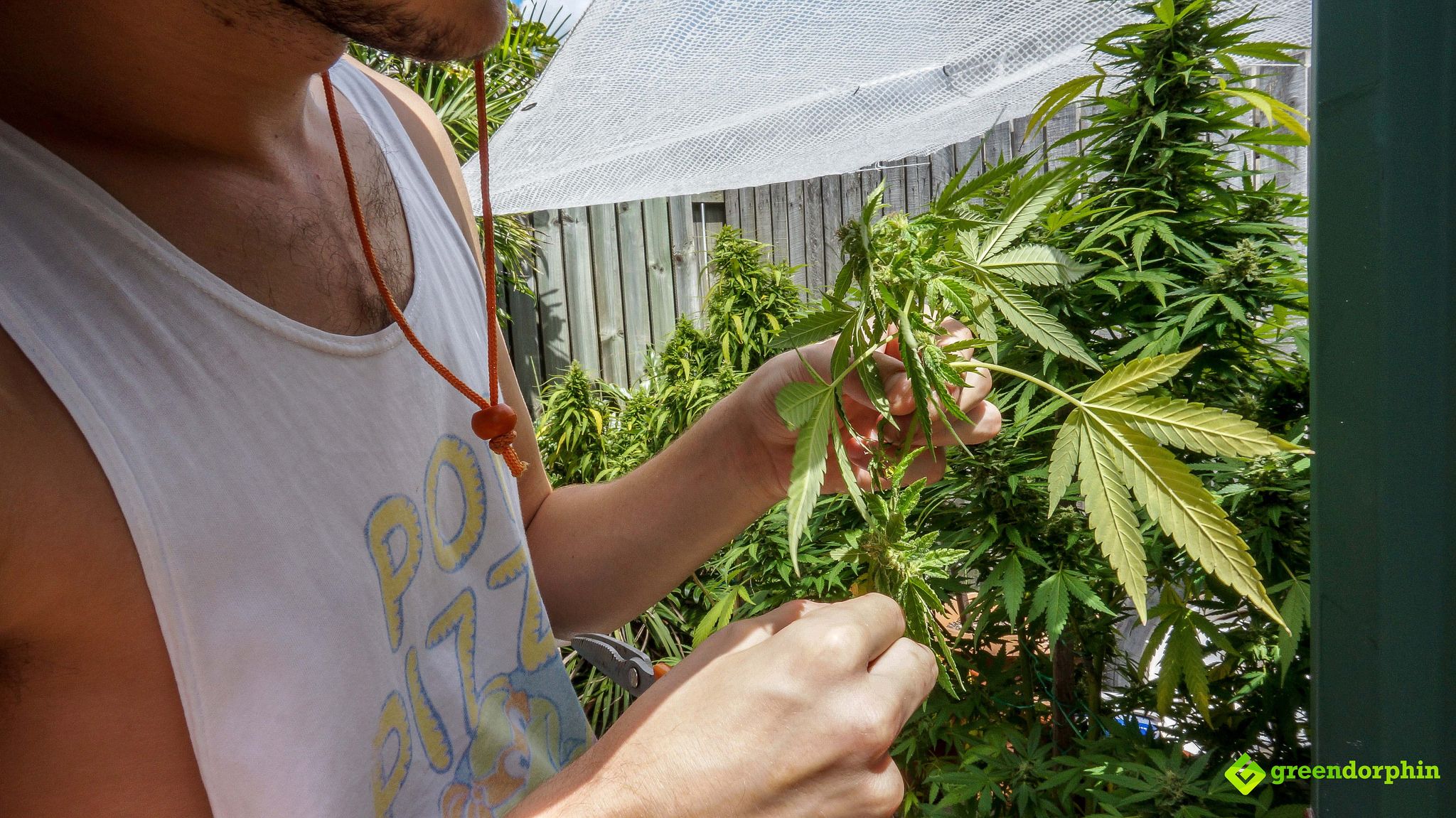 Grow Cannabis harvest stage