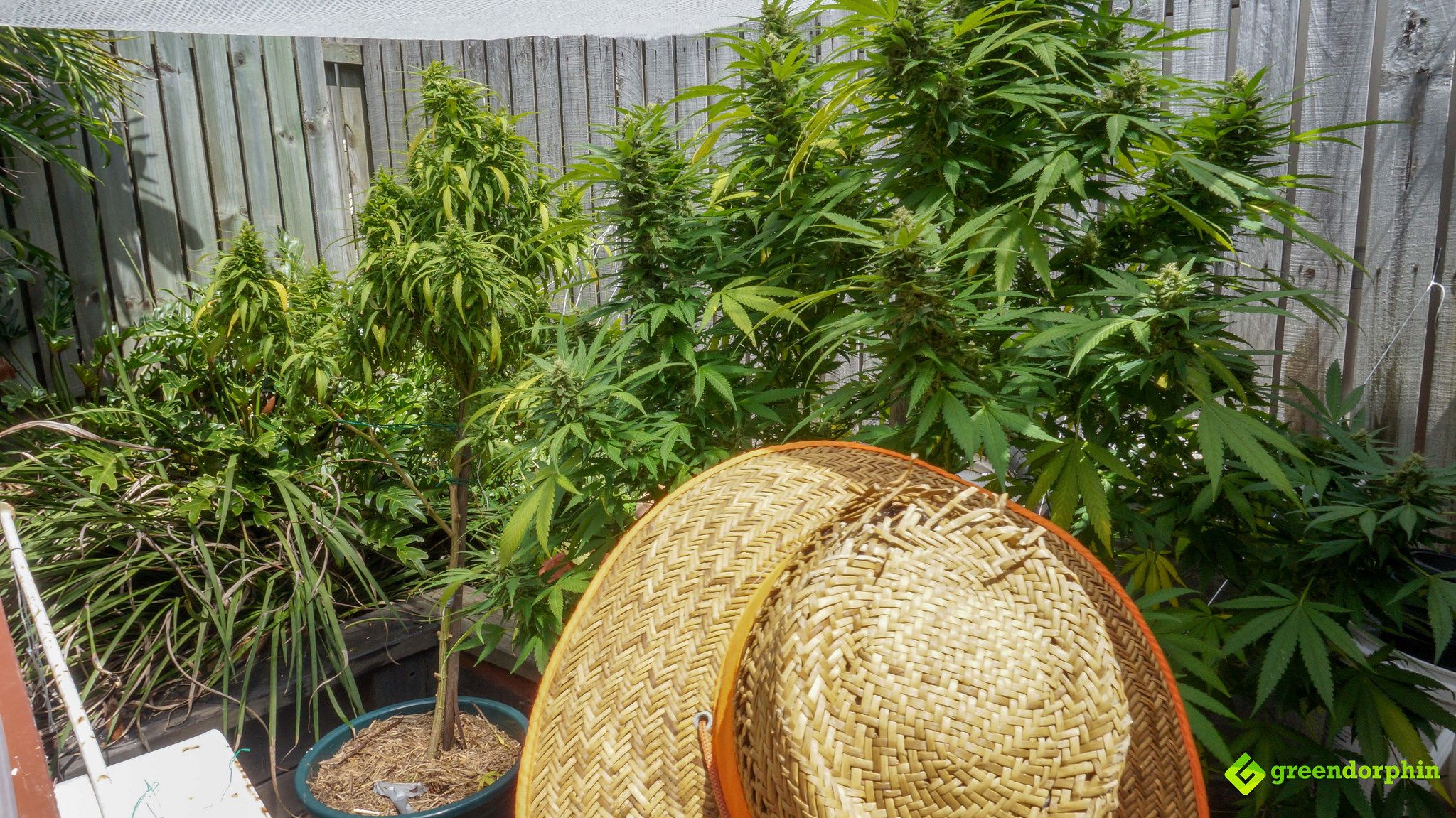 Grow Cannabis outdoors 