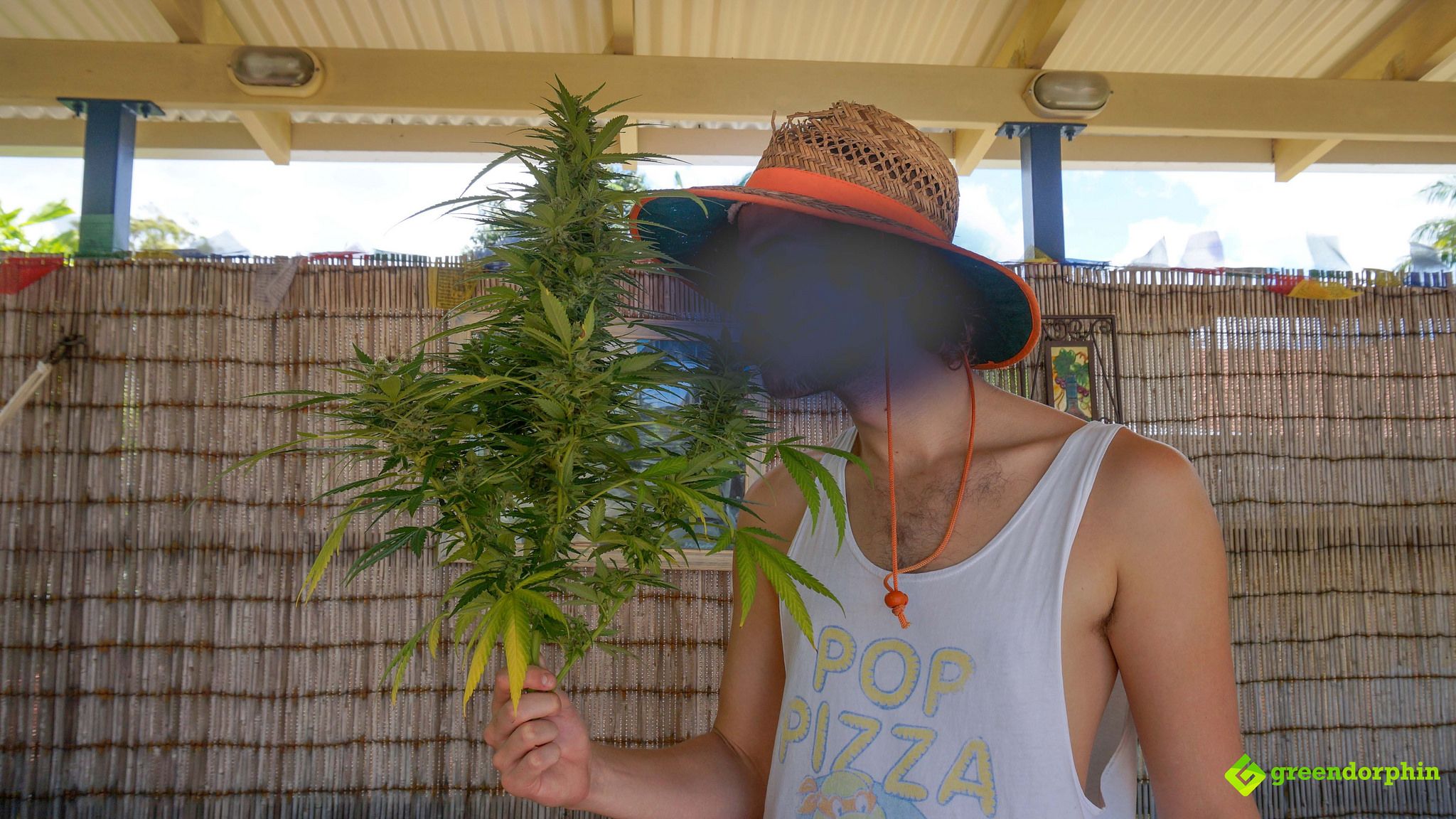 Grow Cannabis harvesting