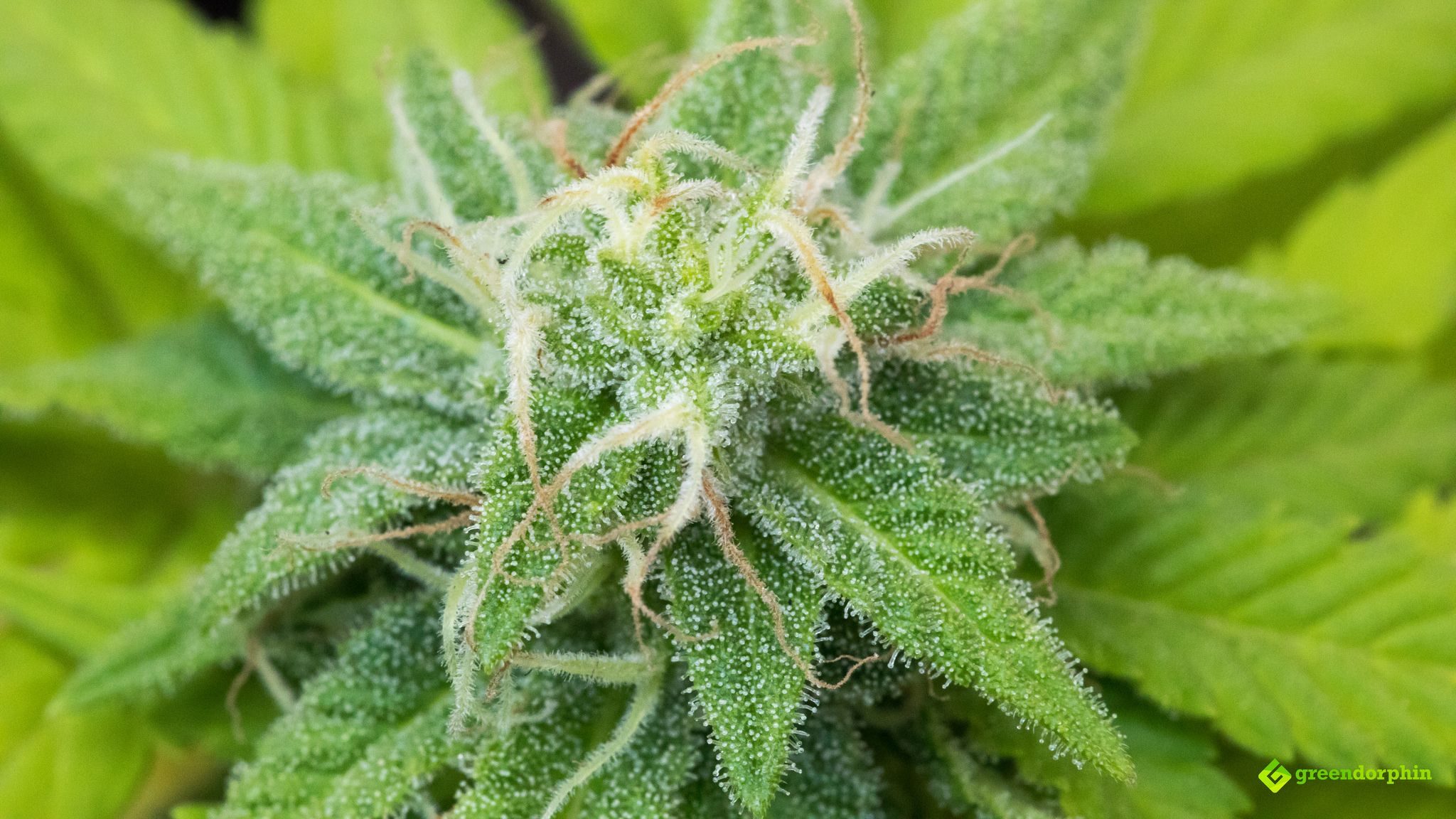 Cannabis Flower With Trichomes