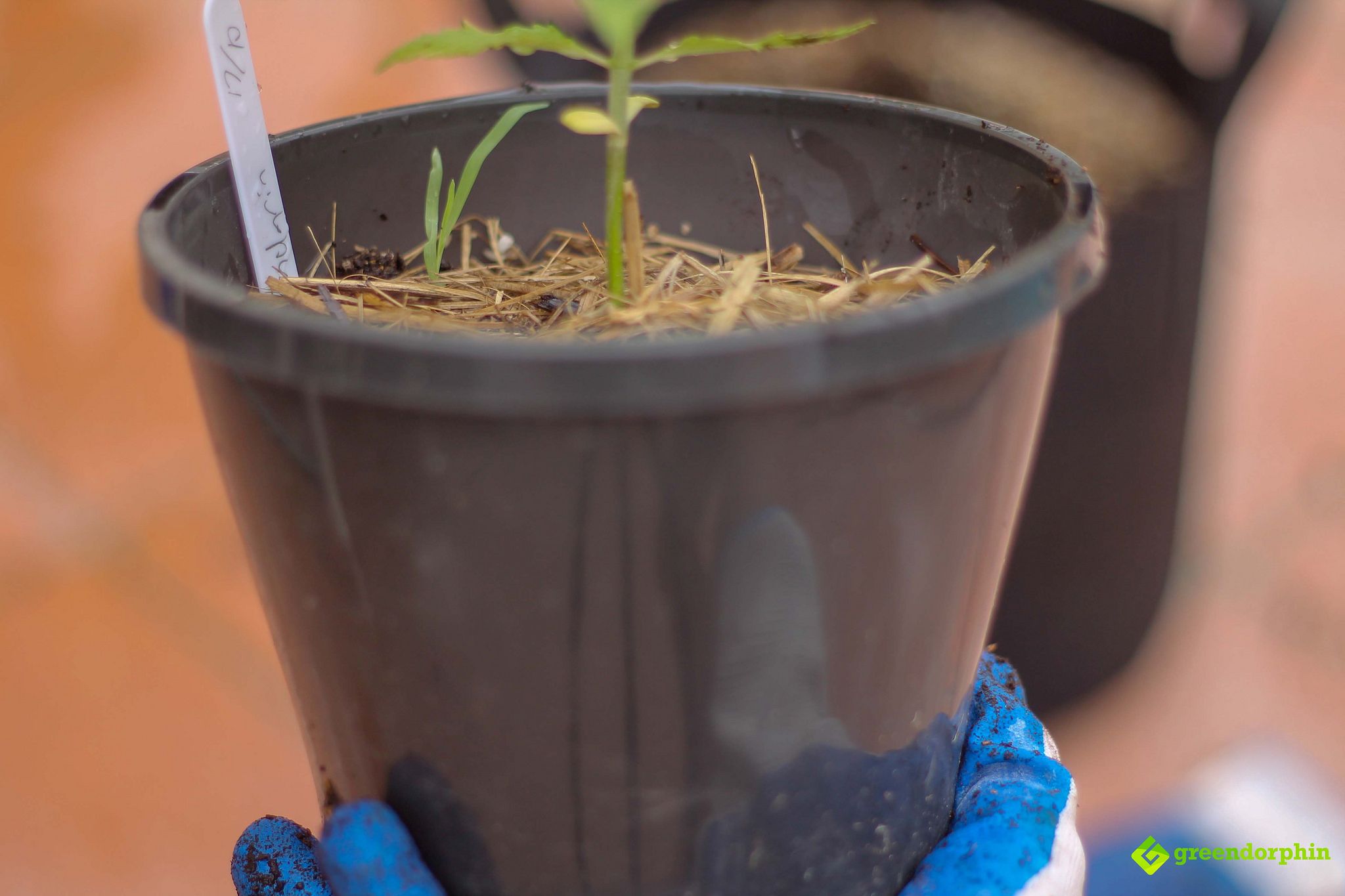 Repot Your Cannabis Plants el' squeezo