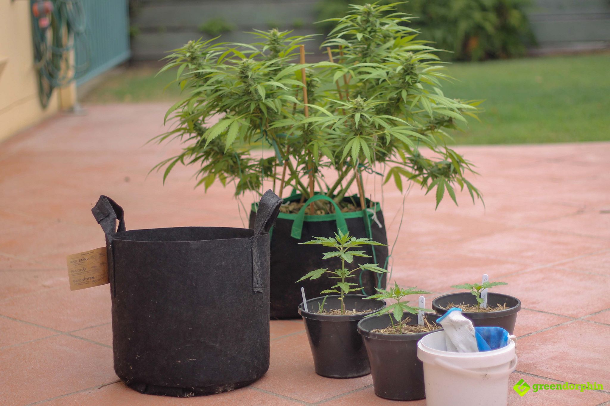 Repot Your Cannabis Plants title shot