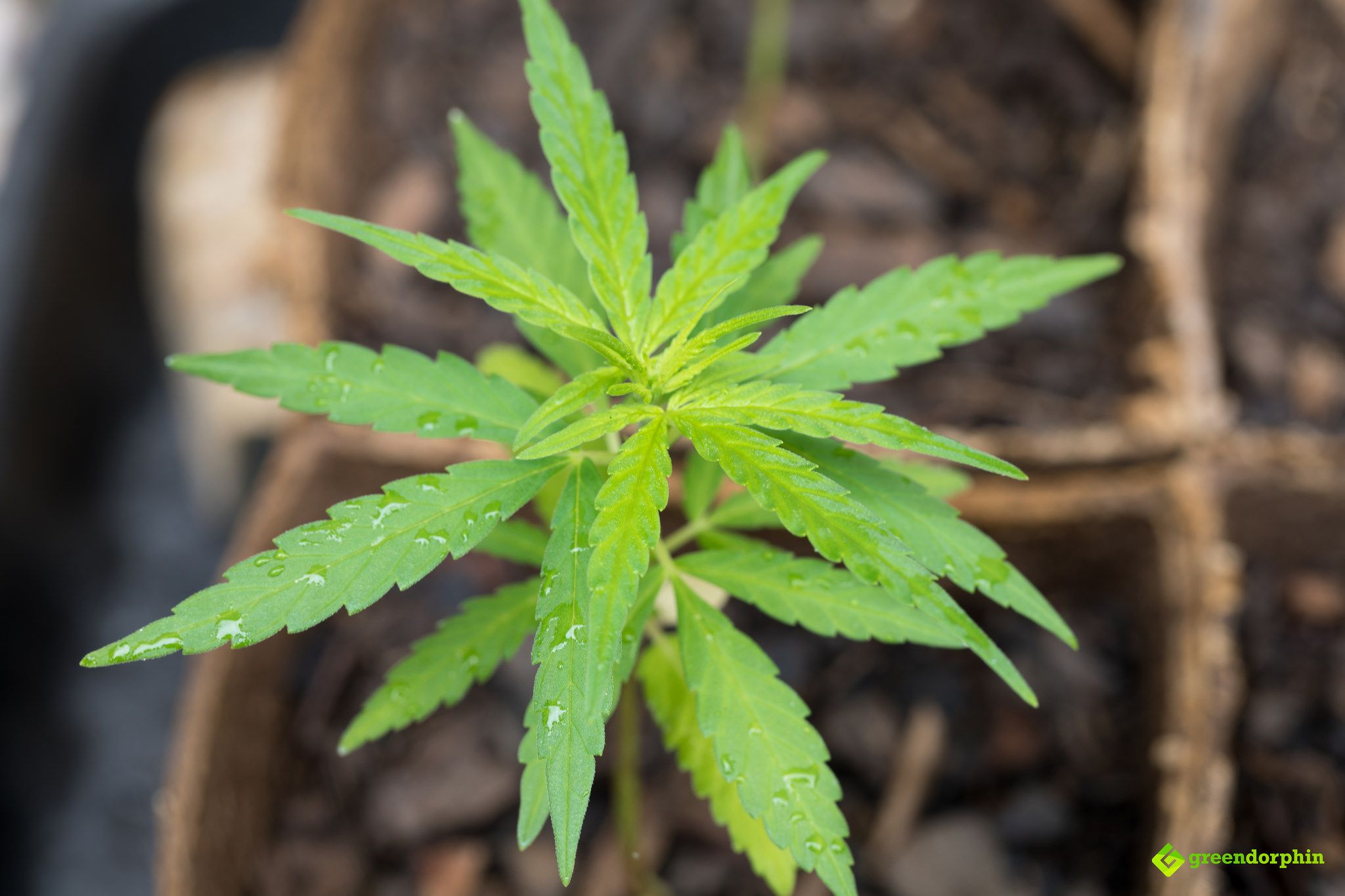 Grow Cannabis veg stage