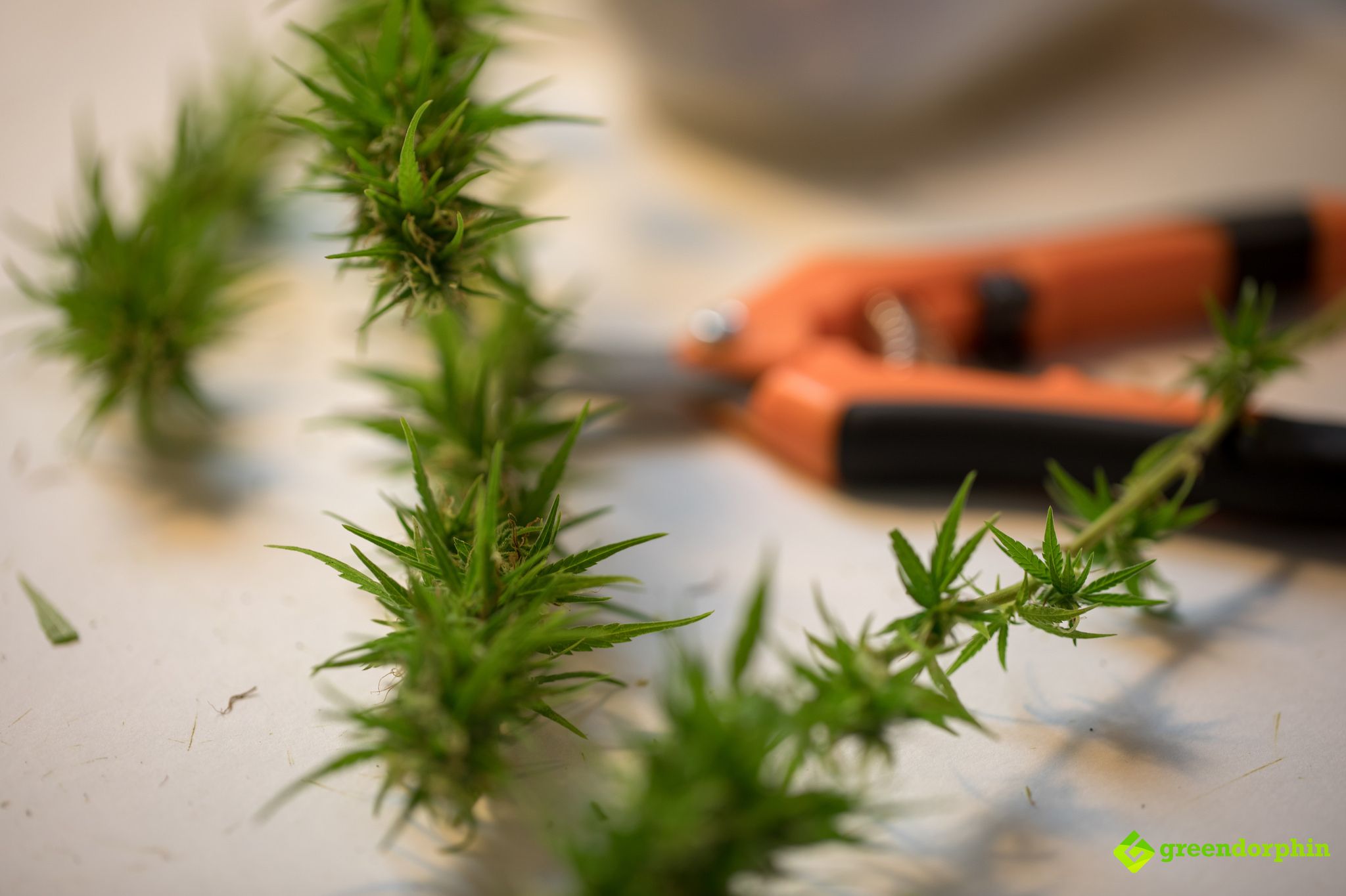 Grow Cannabis trim
