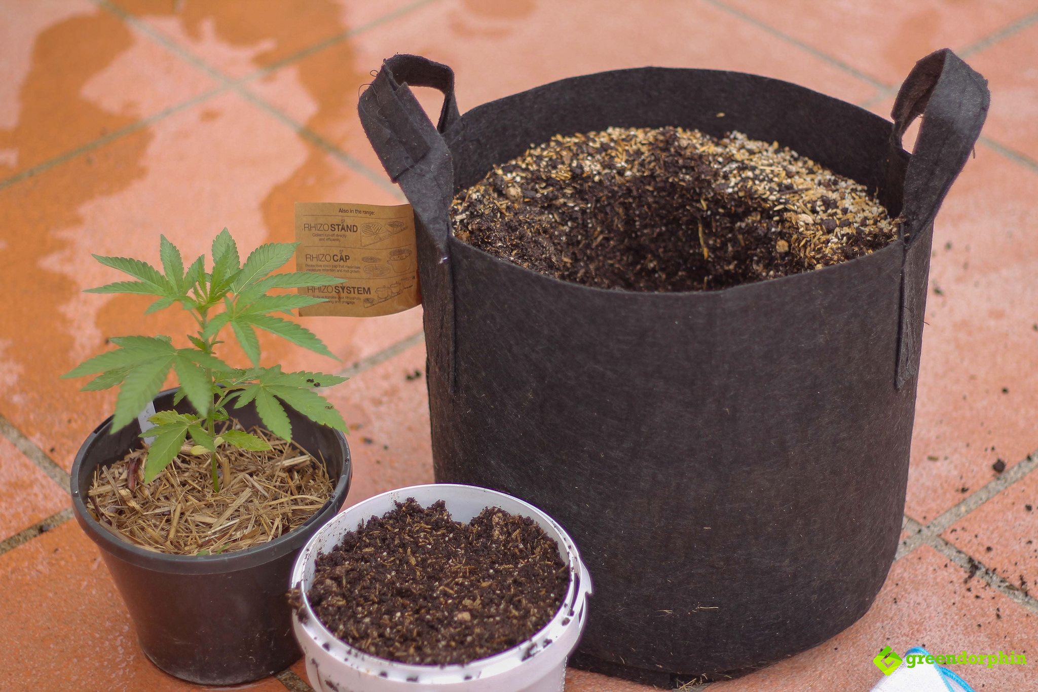 Repot Your Cannabis Plants pot size