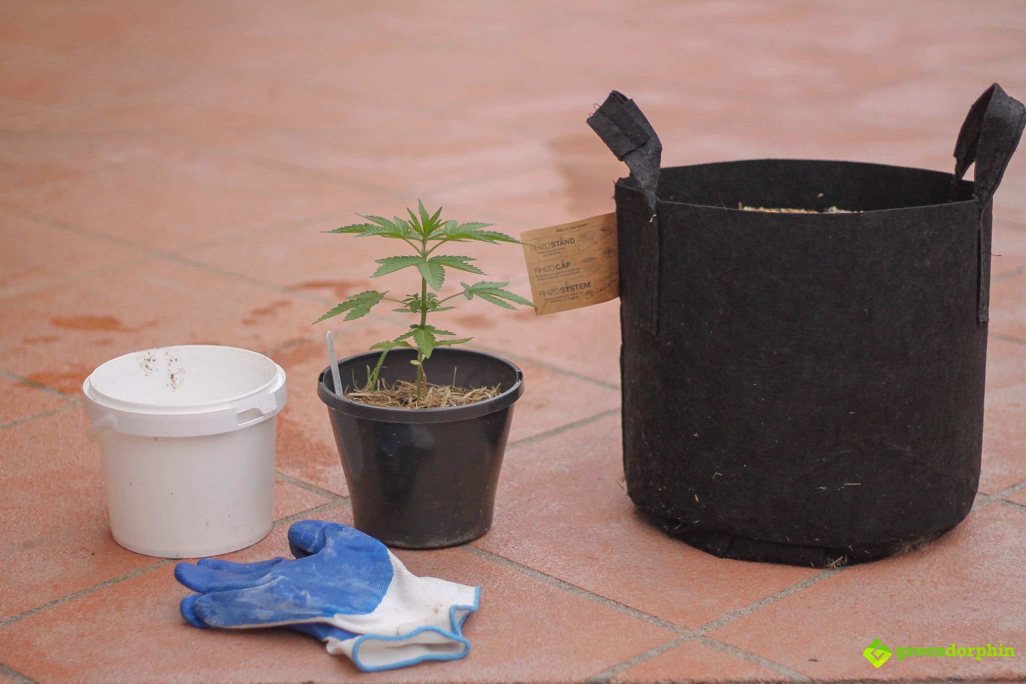 Repot Your Cannabis Plants the test subject