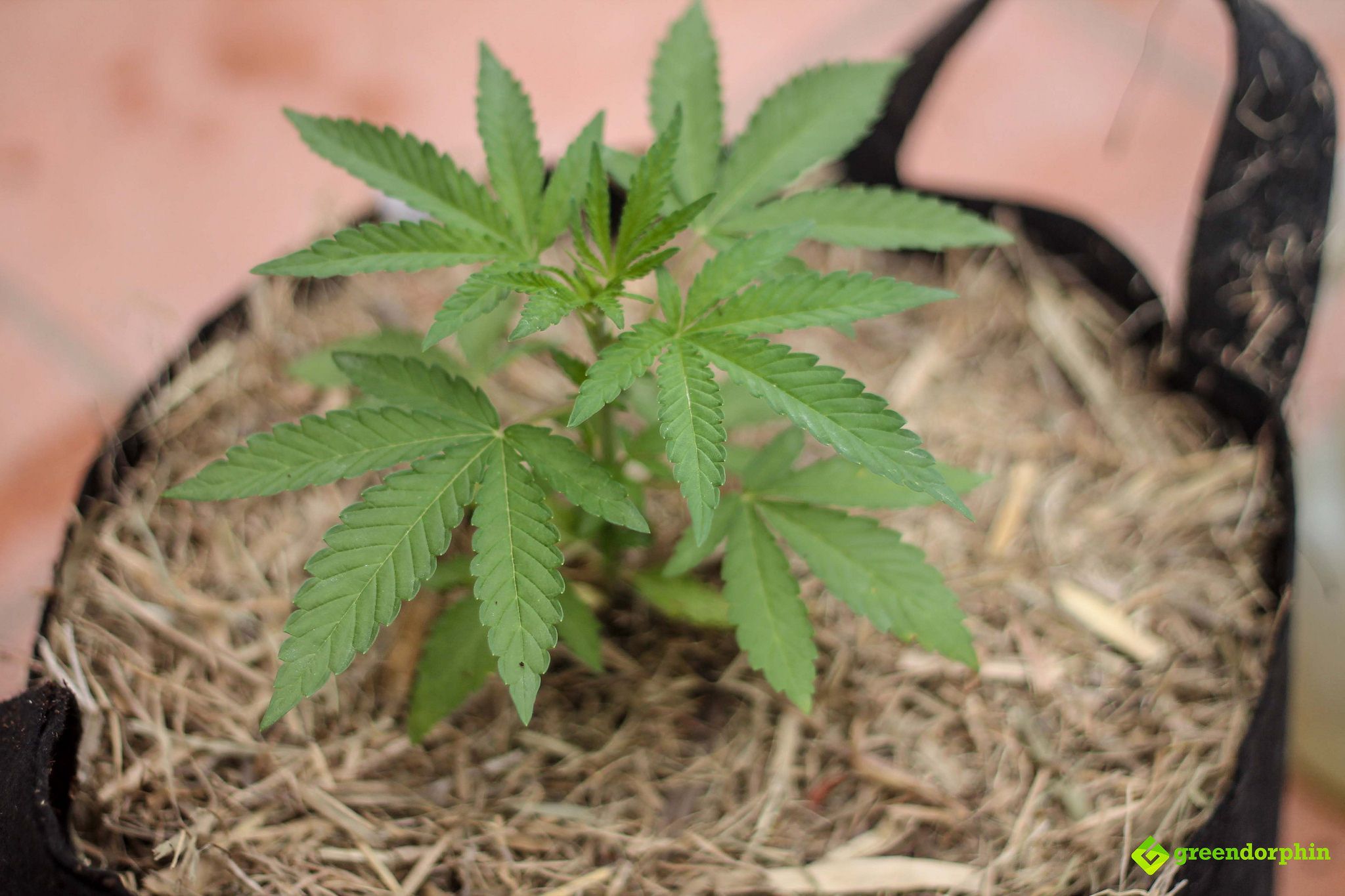 Repot Your Cannabis Plants end pot